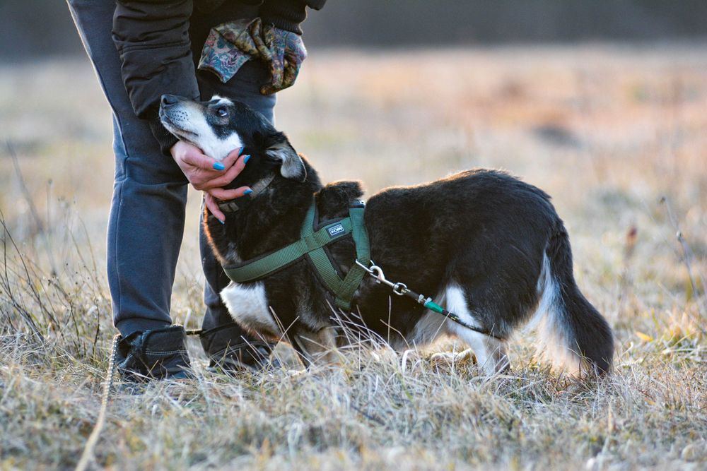 Clyde starszy wesolutki przyjazny psiak szuka domku