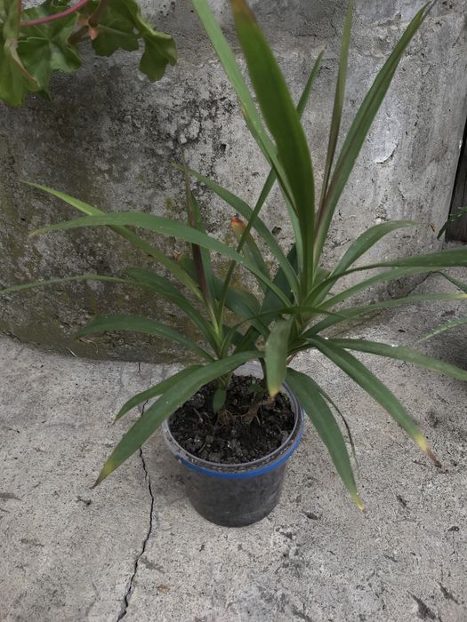 Вазон Пальма кімнатна