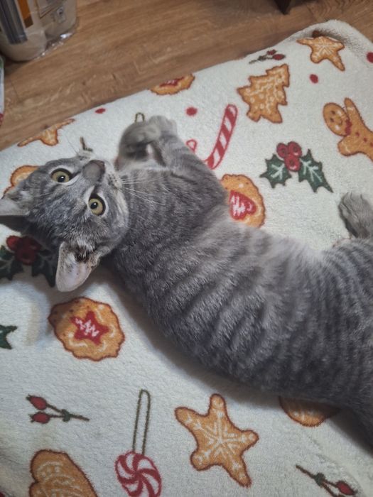 Oddam w dobre ręce dwie  kociczki