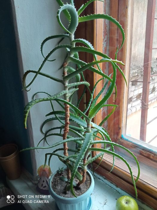 Продам квітку алоє