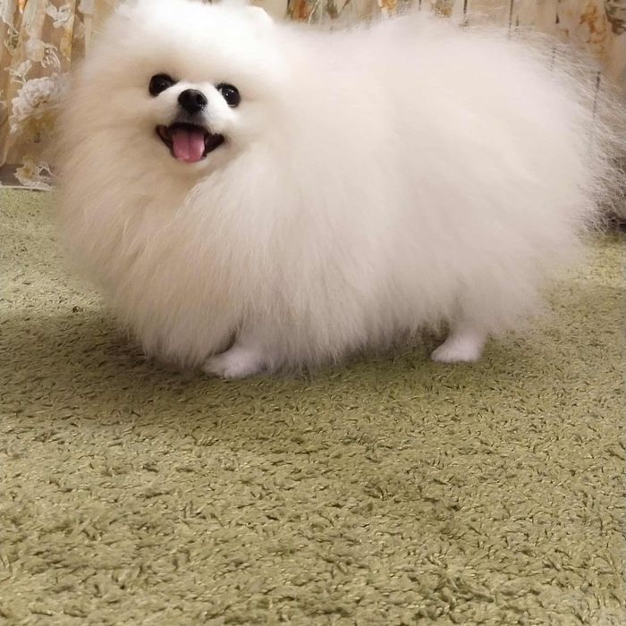 Вязка ,померанський шпіц