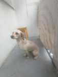 Pies Obamy za darmo