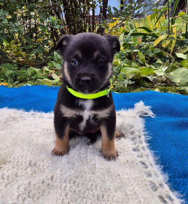 Цуценята-маленькі розбишаки в добрі руки безкоштовно