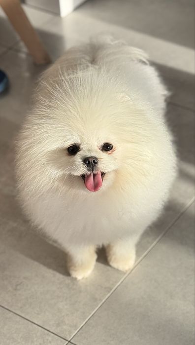 Szpic miniaturowy pomeranian