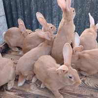Кролики Бургундія