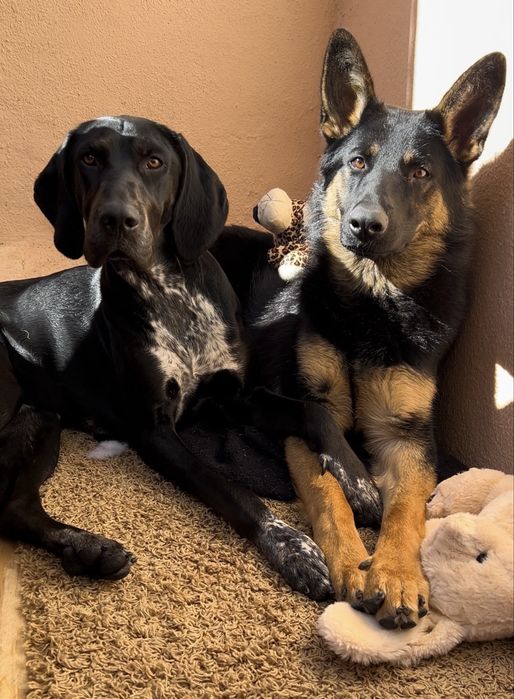 Duas Cadelas Criadas juntas (1 ano e meio)