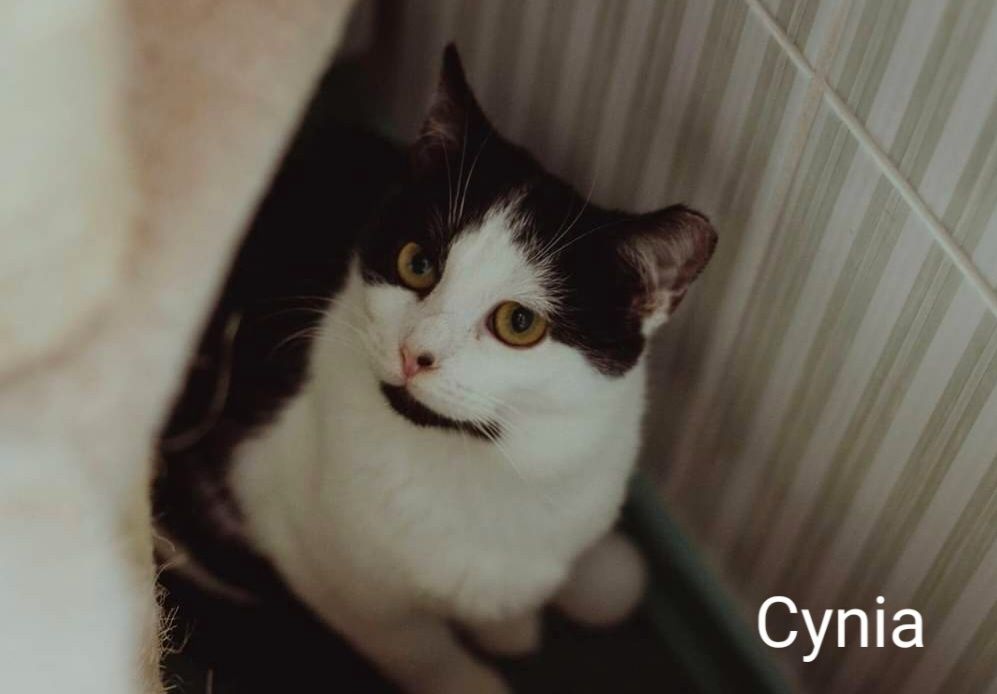 Młodziutka koteczka Cynia szuka domu