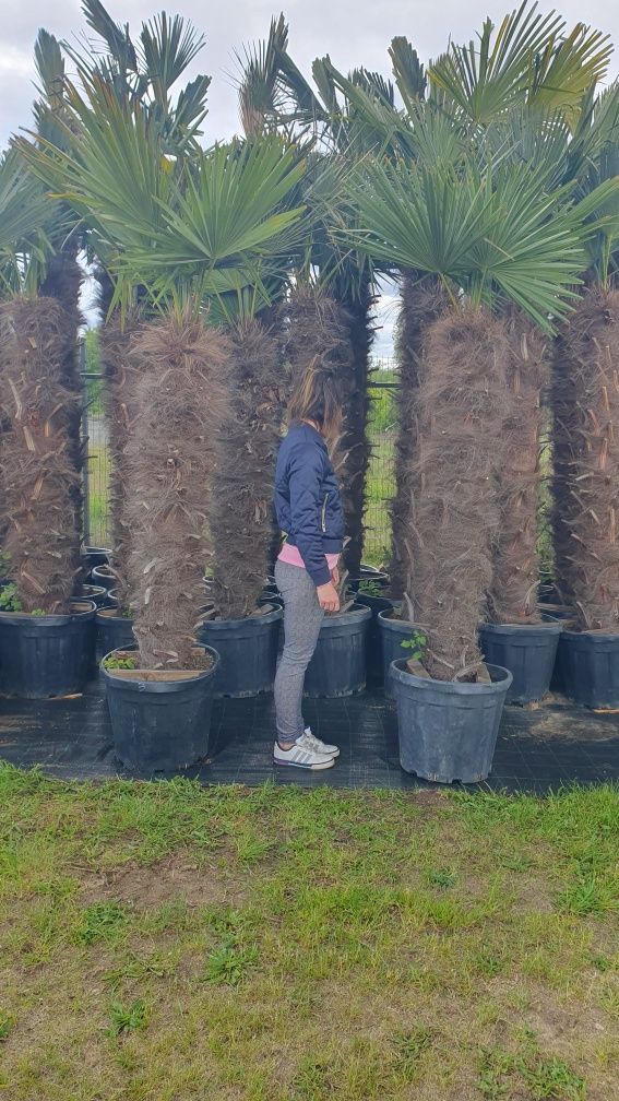palma mrozoodporna, palmy, trachycarpus fortunei, palma