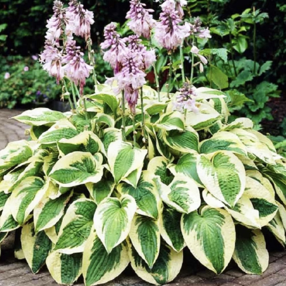 Funkia hosta liście ozdobne 2-kolorowe 8szt.