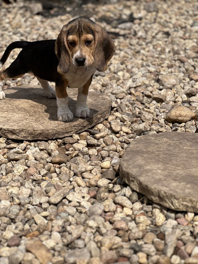 Beagle dziewczynka gotowa do odbioru.