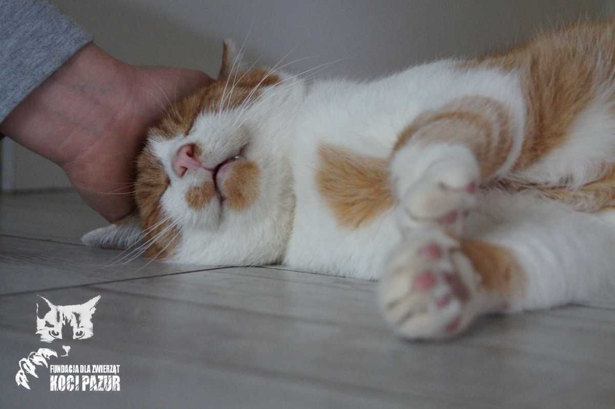 Chudy - kocur, kot, kotek do adopcji