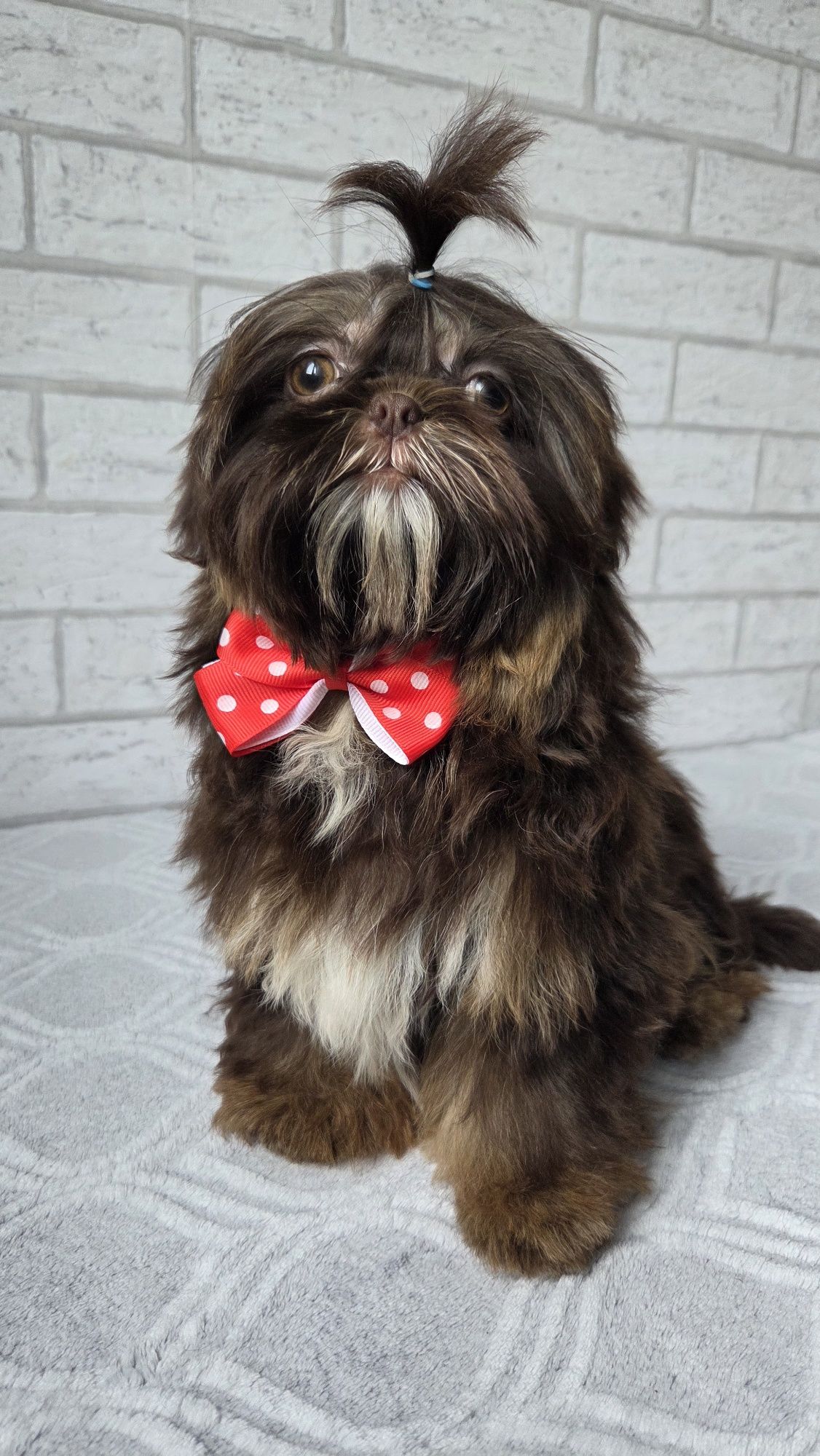 Shih Tzu  2,5 msc