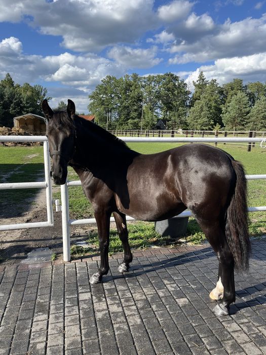 Młoda klacz na sprzedaż