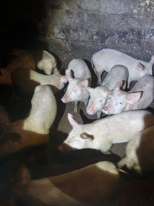 Продам  Поррсят 2500гр шт