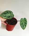 Planta Anthurium 'Silver Blush'