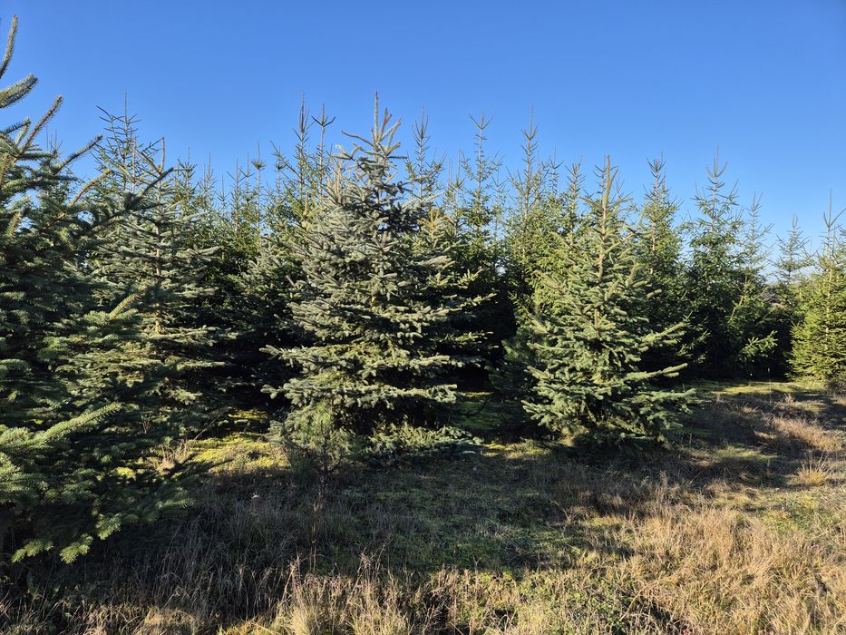 Sprzedaż choinek prosto z plantacji