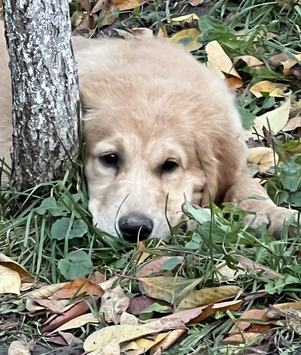 Продаються чистокровні цуценята  золотистого ретривера