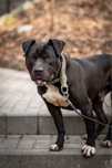 Ramen - amstaff/pitbull czeka na spokojny dom