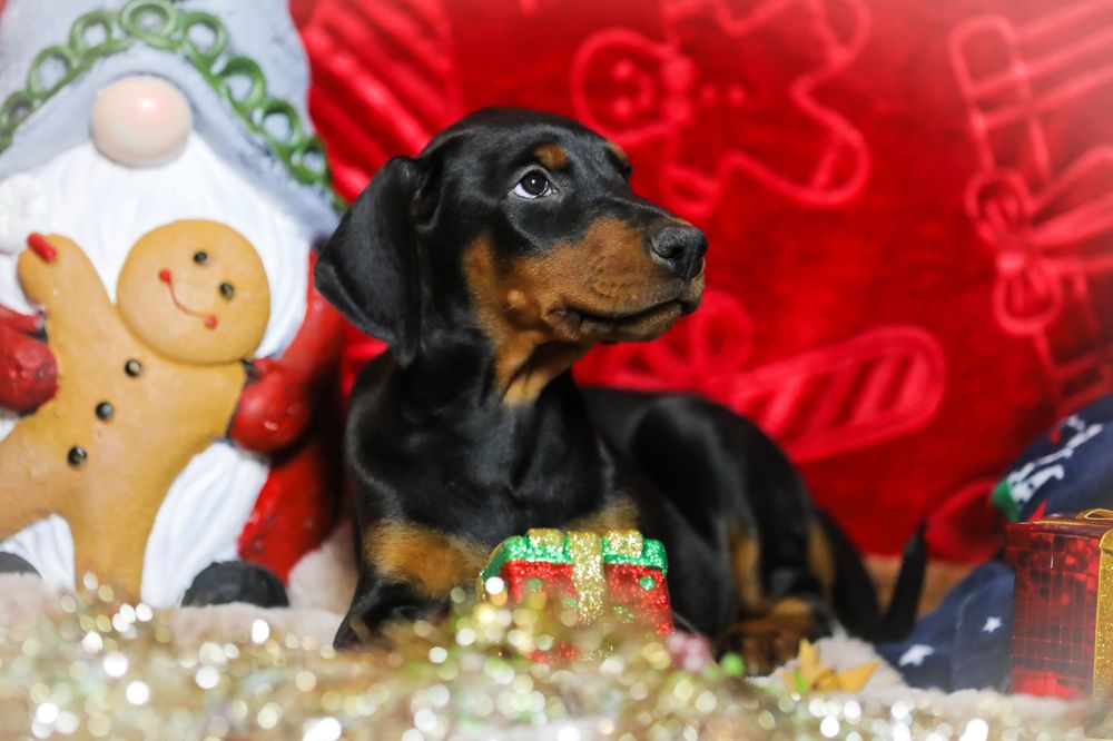 Doberman szczenię 8 tygodni, Black Fusion FCI