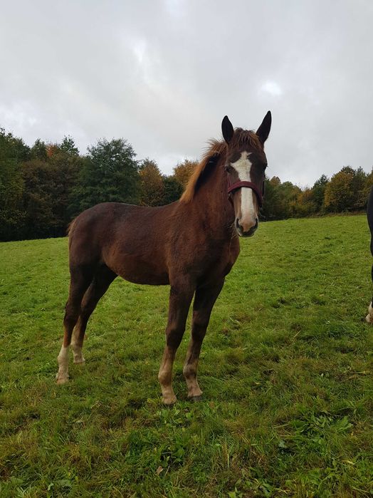 klacz śląska, brudny kasztan