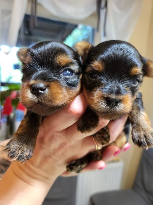 Yorkshire Terrier
