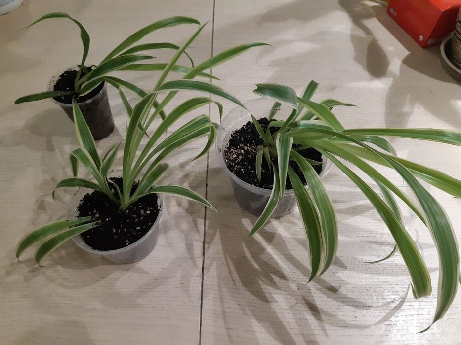 Хлорофітум добре вкорінений