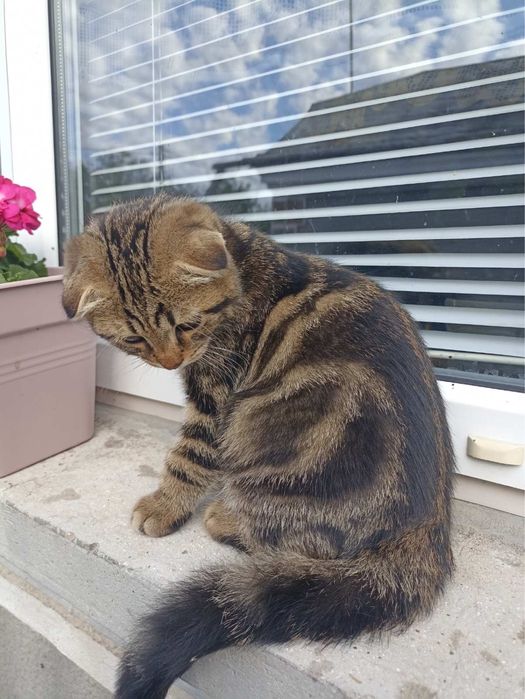 Хлопчик кошенятко