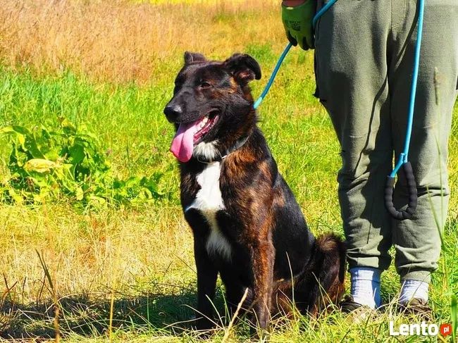 ATOM cudowny ułożony psiak szuka PILNIE kochającego domu