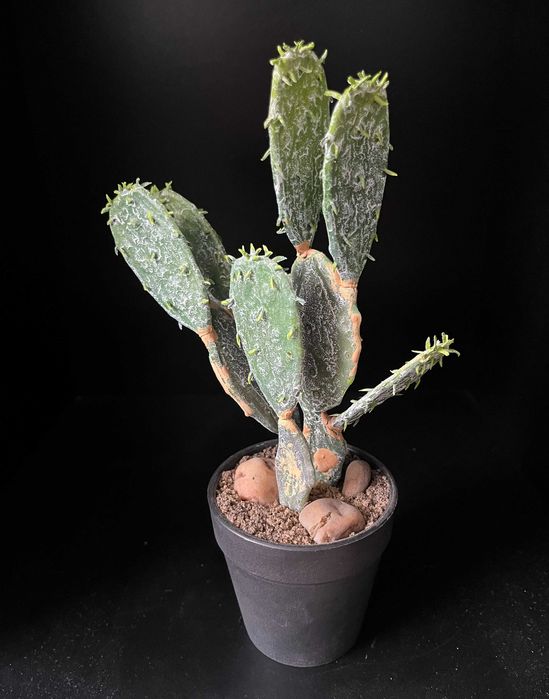 Sztuczny kaktus w doniczce roślina opuncja