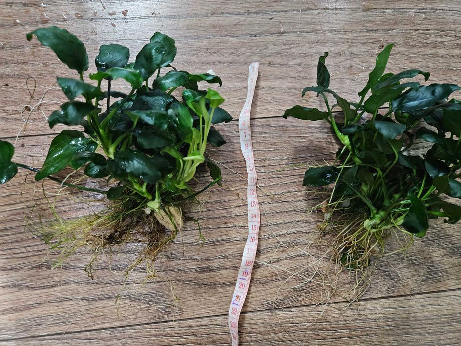 Anubias  rośliny akwariowe