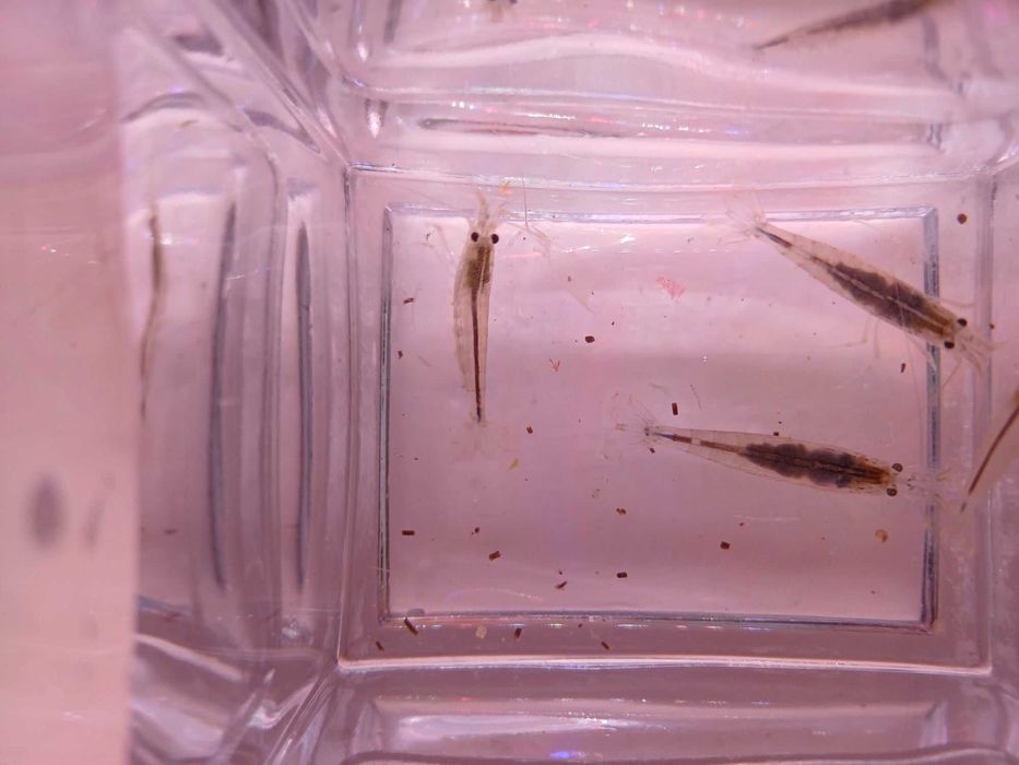 Krewetka Amano - Caridina Multidentata
