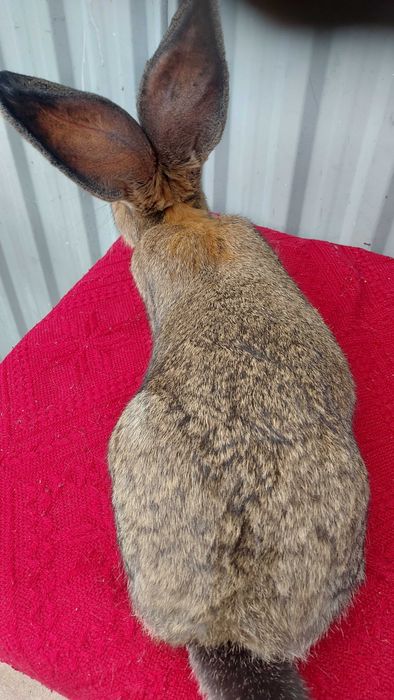 Króliki. Belgijski Olbrzym Szary. Samica z rodowodem.