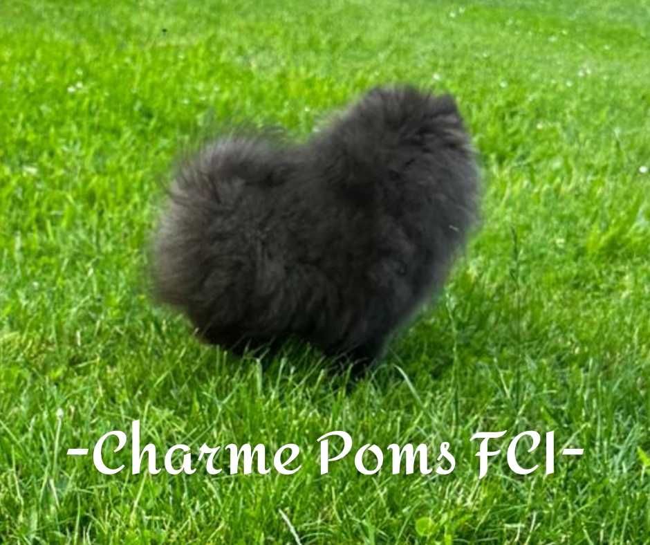 Szpic miniaturowy pomeranian pies uroczy FCI
