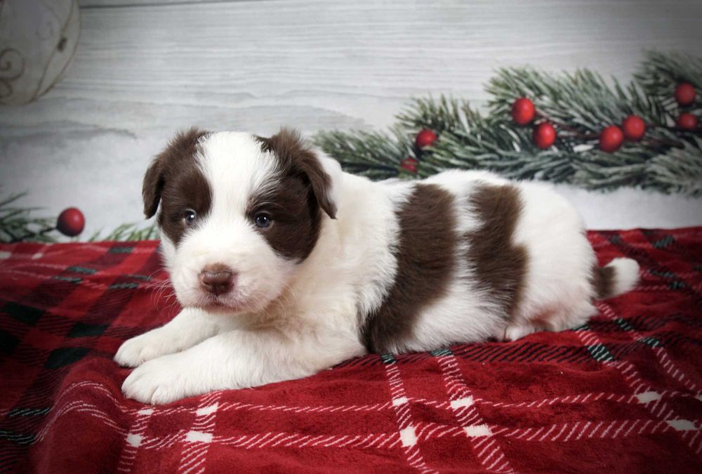 Border collie piesek czekoladowo biały po zdrowych rodzicach