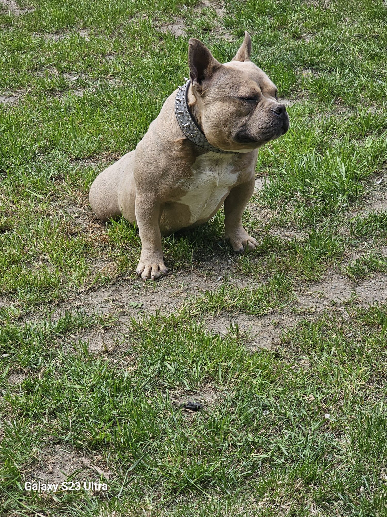 Sprzedam american bully micro