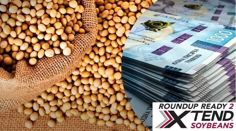 Насіння сої під дикамбу