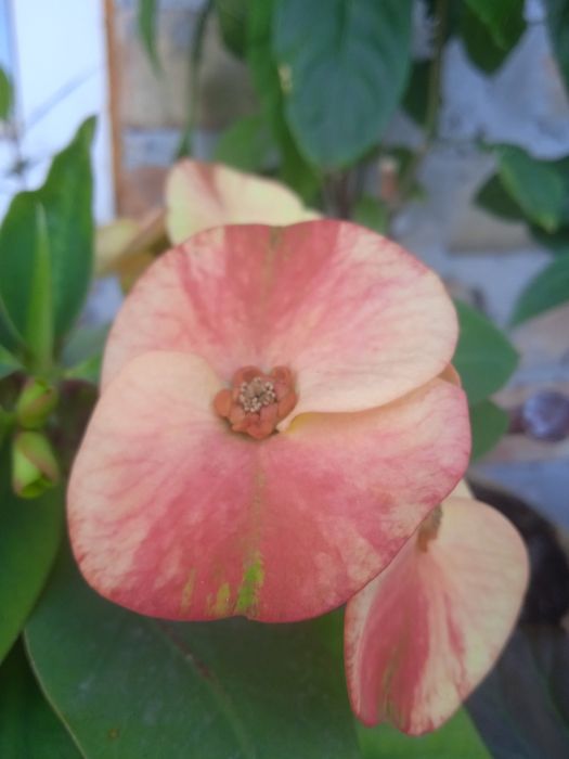 Молочай міля кімнатні квіти