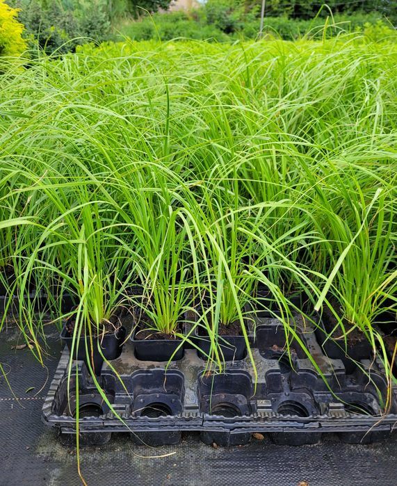 Promocja! Laurowiśnia wschodnia Novita 120cm! DARMOWA DOSTAWA!!!