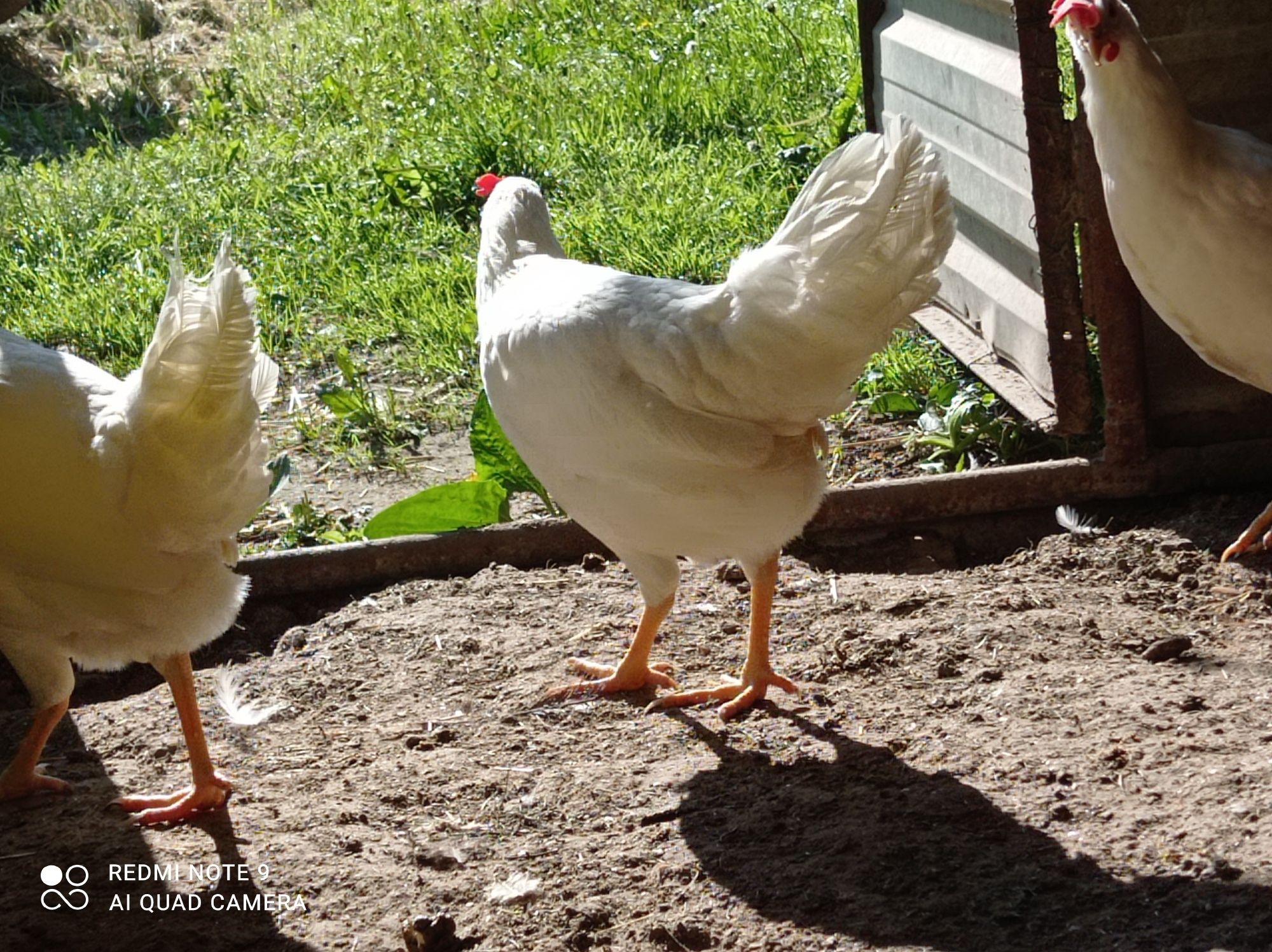 Leghorn Rossa Sonia zielononóżki kurki nioski kokoszki na jajko