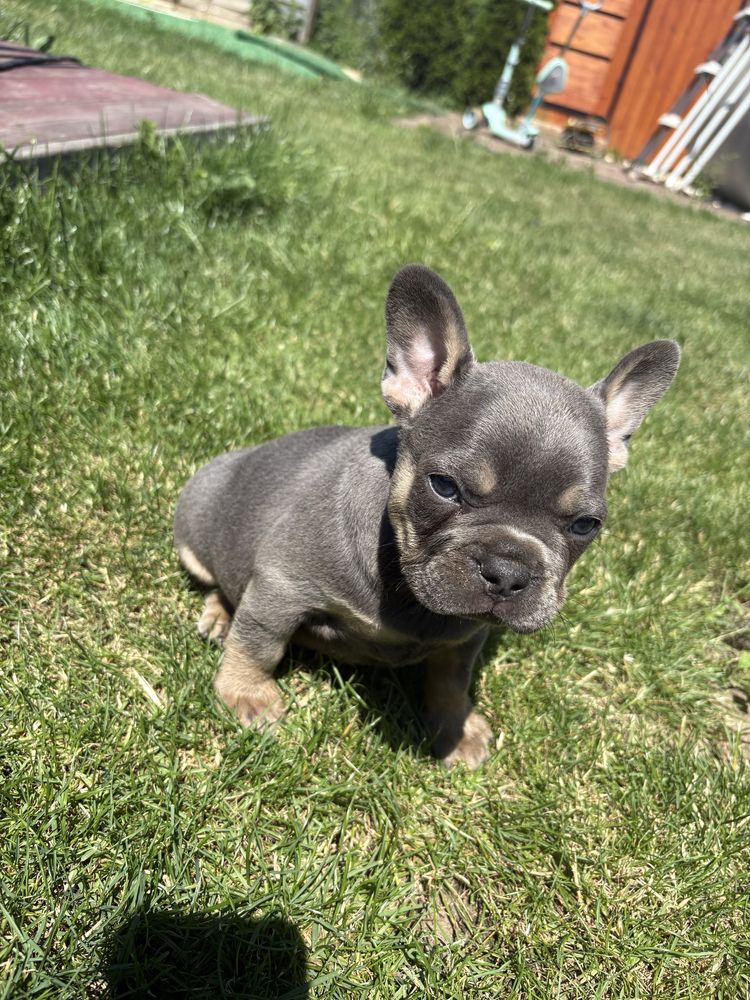 Buldog francuski BLUE TAN piesek