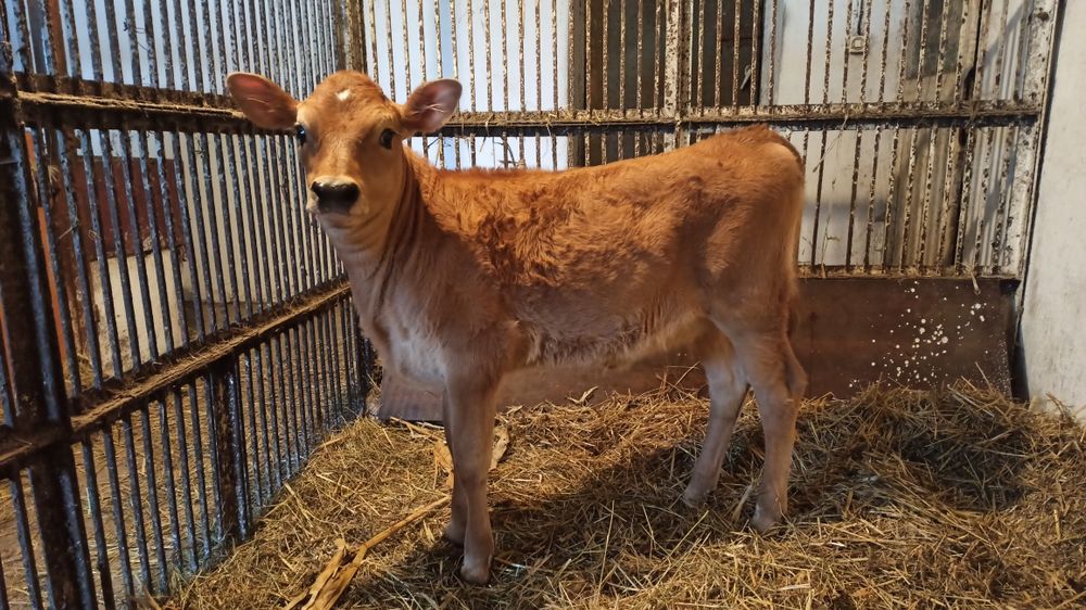 Sprzedam cieliczkę rasy Jersey