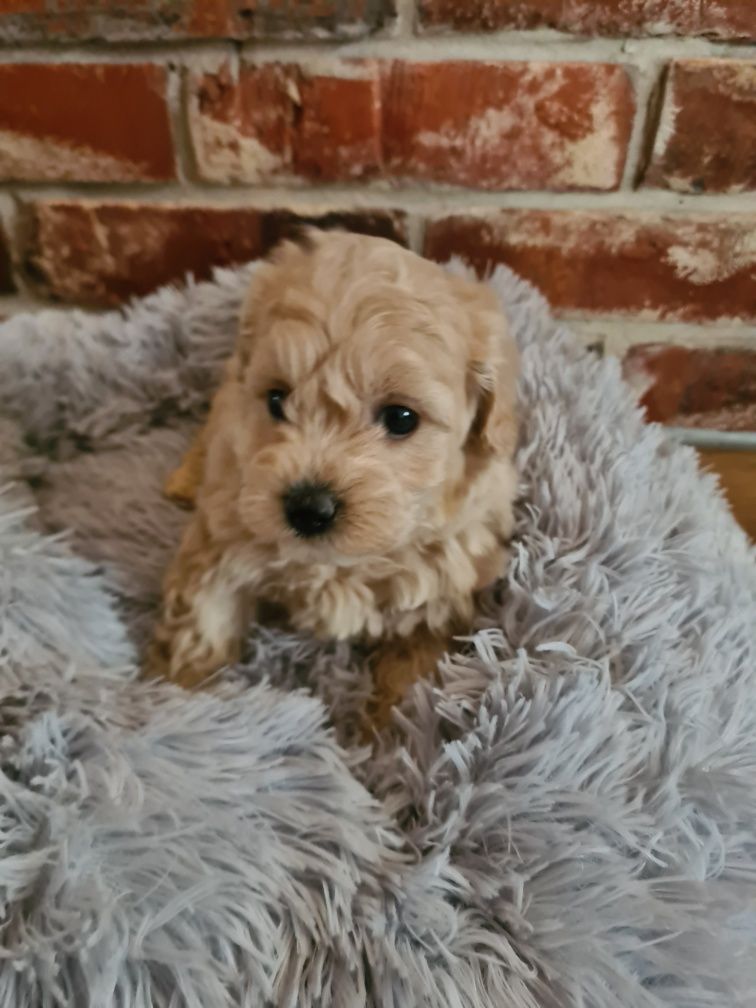 Maltipoo chłopczyk cudny!