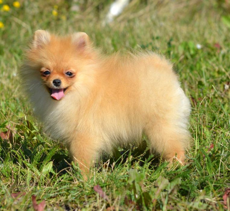 Szpic Miniaturowy Pomeranian Wiwa ZKwP FCI rodowód piękna