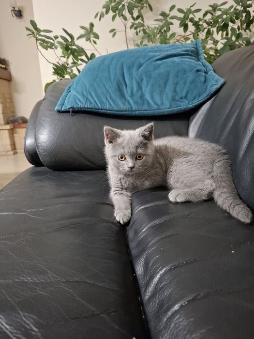 Sprzedam kotki brytyjskie