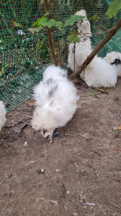 Para silek parka silki usa kura jedwabista