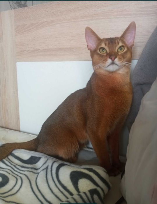 Абиссинский кот дикого окраса, вязка,