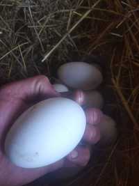 Яйца гусиные инкубационные, яйца гусиные для инкубатора