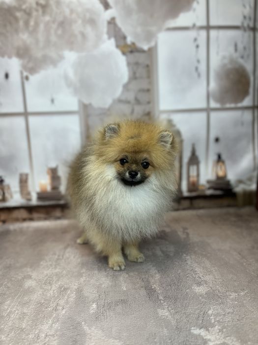 Хлопчик міні шпіц померанський