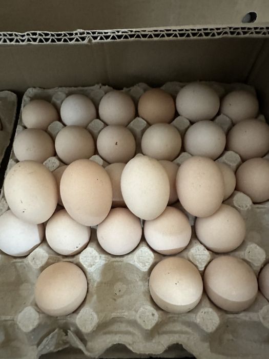 Яйцо столовое крем домашние