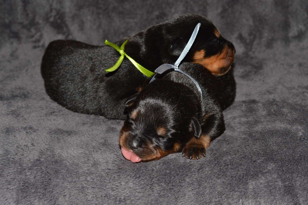 Rottweiler, szczeniak, samiec, rezerwacja ZKwP Poznań